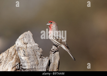 House finch Carpodacus mexicanus maschio Arizona USA inverno Foto Stock