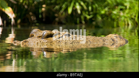 Coccodrillo del Nilo sommerso in acqua,Florida, Stati Uniti d'America Foto Stock