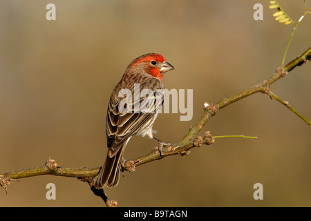 House finch Carpodacus mexicanus maschio Arizona USA inverno Foto Stock