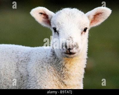 La faccia di un bel po' di agnello bianco. Foto Stock