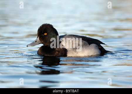 Lesser scaup Aythya affinis maschio Arizona USA inverno Foto Stock