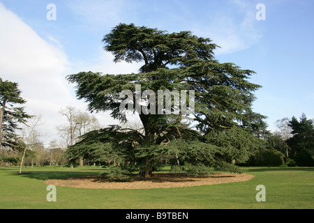 Il cedro del Libano, Cedrus libani, Pinaceae, Libano, Siria e Turchia Foto Stock