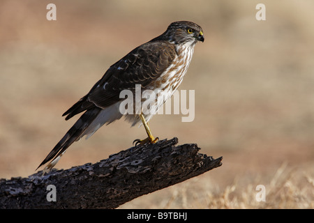 Coopers hawk Accipiter cooperii juvinile Arizona USA inverno Foto Stock