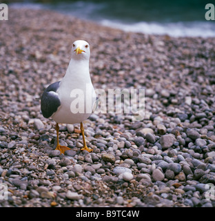 Lesser Black backed Gull Larus fuscus. Sicilia. Foto Stock