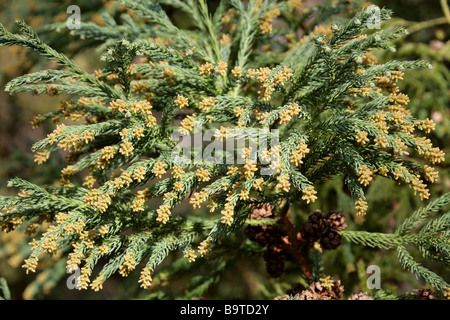 Cedro giapponese, Cryptomeria japonica, Cupressaceae , Giappone Foto Stock