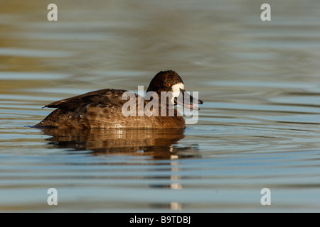 Lesser scaup Aythya affinis femmina Arizona USA inverno Foto Stock