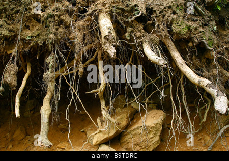 Esposti radici di albero e suolo Foto Stock