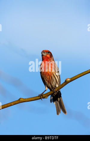 House finch Carpodacus mexicanus maschio Arizona USA inverno Foto Stock