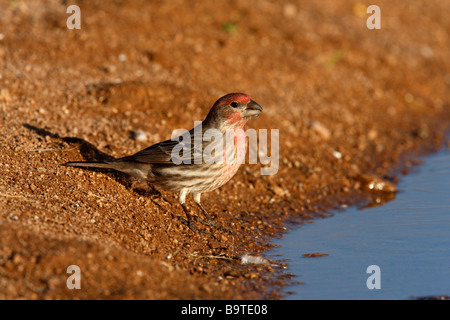 House finch Carpodacus mexicanus maschio Arizona USA inverno Foto Stock