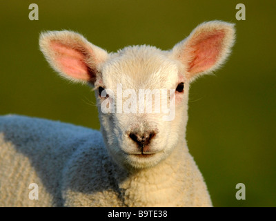 La faccia di un bel po' di agnello bianco. Foto Stock