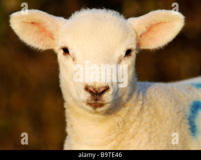 La faccia di un bel po' di agnello bianco. Foto Stock