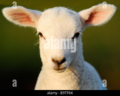 La faccia di un bel po' di agnello bianco. Foto Stock