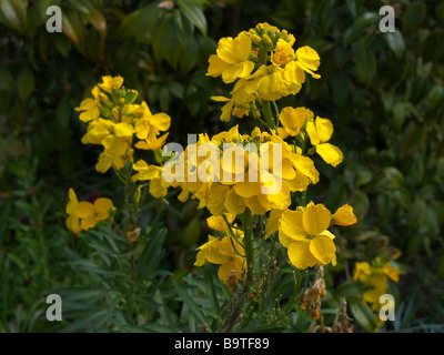 Violaciocca comune [Erysimum cheiri] Foto Stock