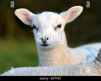 La faccia di un bel po' di agnello bianco. Foto Stock