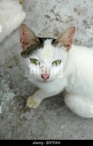 Bianco e nero gatto con gli occhi verdi, guardando dritto verso la fotocamera Foto Stock