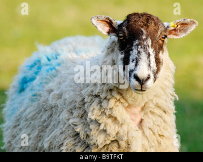 Un insolito prestazioni di fronte pecora che è stato contrassegnato. Foto Stock