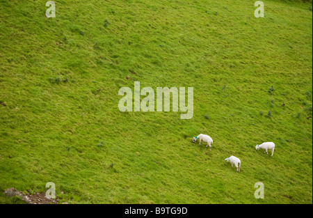 Tre pecore al pascolo. Tre recentemente bianco tosatura pecore pascolano in un colore verde brillante dei pascoli. Penisola di Dingle, Kerry, Irlanda Foto Stock