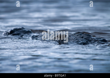 Coccodrillo americano cautamente orologi frazioni su Nine Mile Pond Everglades National Park Florida Foto Stock