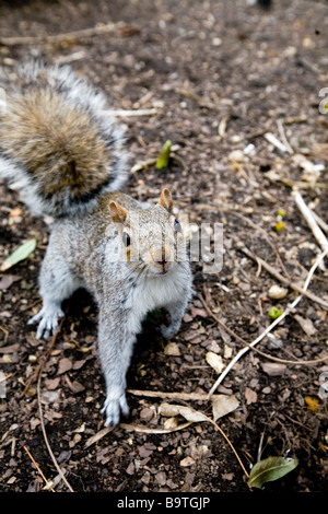 Lo Scoiattolo a Central Park di New York City. Foto Stock