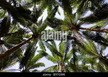 African palme (Elacis guineensis) a un olio di palma plantation farm in Costa Rica. Foto Stock