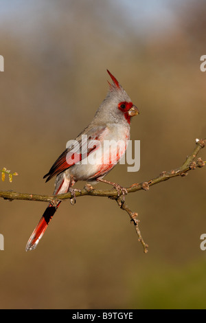 Pyrrhuloxia Cardinalis sinuatus Arizona USA inverno Foto Stock