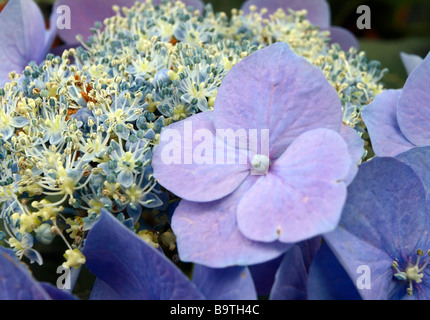 Lacecap ortensia (Hydrangea macrophylla normalis) Foto Stock