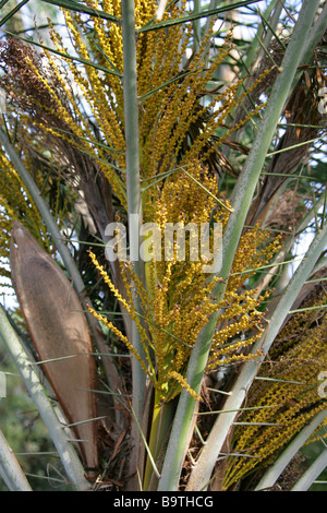 Senegal Data Palm, Phoenix reclinata, Palmae, Arecaceae, Botswana, Africa Foto Stock