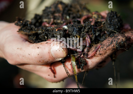 Close up di un mans mano azienda terra worms in fresco terreno scavato dal mucchio di composto Foto Stock