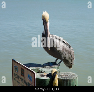 Pellicano marrone (Pelecanus occidentalis) sul lungomare a John's Pass, Madeira Beach, costa del Golfo della Florida, Stati Uniti d'America Foto Stock