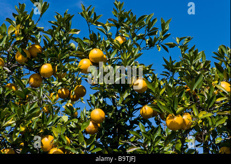 Orange grove in Polk County, Florida centrale, STATI UNITI D'AMERICA Foto Stock