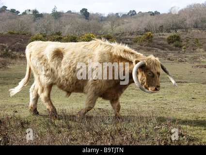 Libera compresa longhorn bovini, New Forest National Park, Hampshire, Inghilterra. Bos taurus. Foto Stock