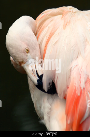 Flamingo cileni (Phoenicopterus chilensis) Foto Stock