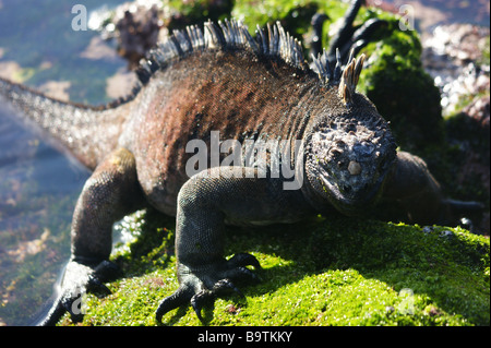 Iguana marina pascolare sulle alghe Foto Stock