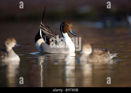 Northern pintail Anas acuta maschio e femmina visualizzazione Arizona USA inverno Foto Stock