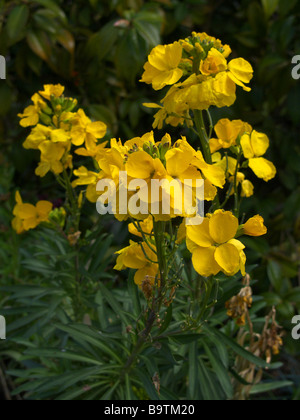 Violaciocca comune [Erysimum cheiri] Foto Stock