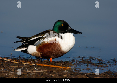 Northern mestolone Anas clypeata maschio Arizona USA inverno Foto Stock