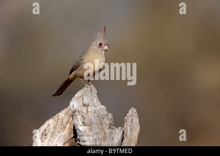 Pyrrhuloxia Cardinalis sinuatus Arizona USA inverno Foto Stock