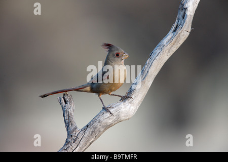 Pyrrhuloxia Cardinalis sinuatus Arizona USA inverno Foto Stock