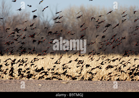 Red winged blackbird Agelaius phoeniceus gregge Nuovo Messico USA inverno Foto Stock