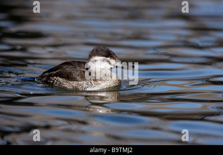 Ruddy duck Oxyura jamaicensis femmina Arizona USA inverno Foto Stock