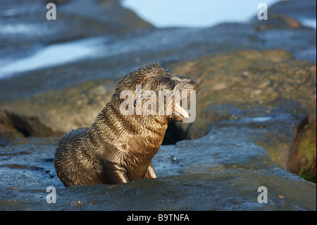 Fur sealpup delle isole Galapagos Foto Stock