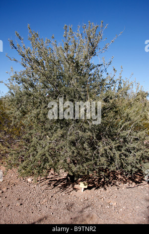 Desert Ironwood bush Olneya Tesota Arizona USA Foto Stock