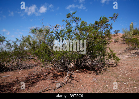 Il creosoto bush Larrea purshia Arizona USA Foto Stock