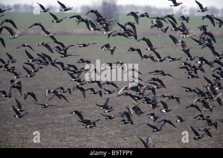 Red breasted goose Branta ruficollis volo mescolato con il bianco fronteggiata oche Bulgaria inverno Foto Stock