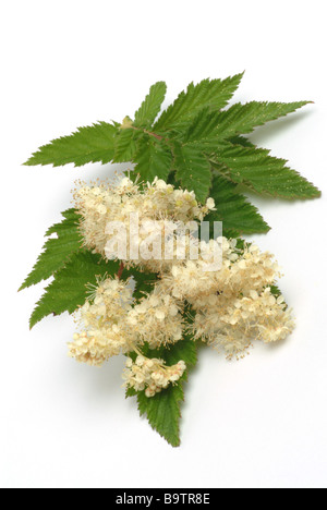 Piante medicinali spierstaude mädesüß geissbart filipendula prato dolce bridewort Filipendula ulmaria Foto Stock