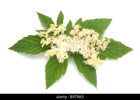 Piante medicinali spierstaude mädesüß geissbart filipendula prato dolce bridewort Filipendula ulmaria Foto Stock