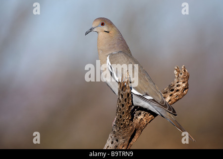 Bianco colomba alato Zenaida asiatica Arizona USA inverno Foto Stock