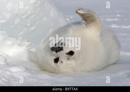 Guarnizione arpa (Pagophilus groenlandicus). Giocoso pup (camice bianco) su ghiaccio Foto Stock