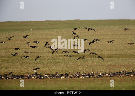 Red breasted goose Branta ruficollis volo mescolato con il bianco fronteggiata oche Bulgaria inverno Foto Stock