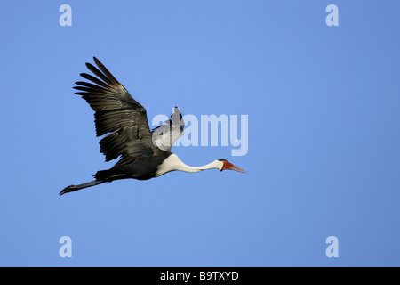 Wattled gru (Bugeranus carunculata, Grus carunculatus) in volo Foto Stock